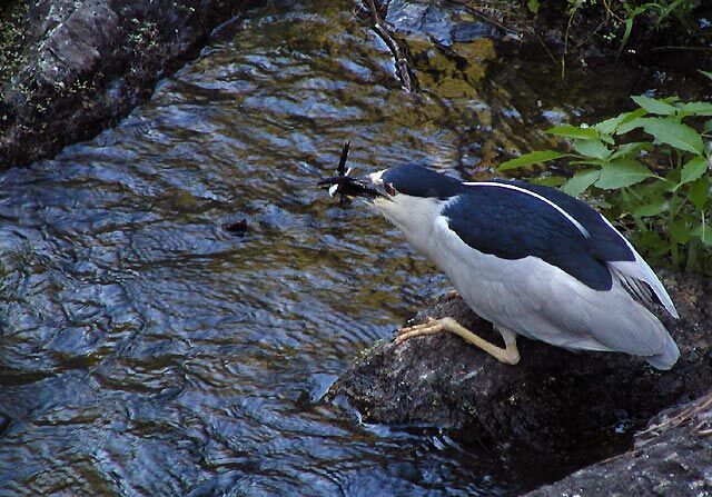 Black-crowned Night Heron