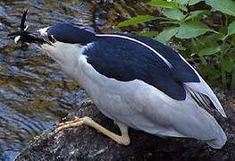 Black-crowned Night Heron