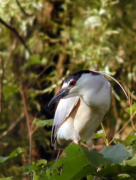 Black-crowned Night Heron