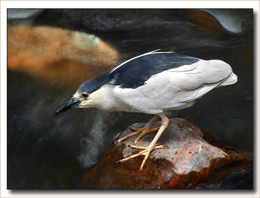 Black-crowned Night Heron