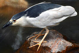 Black-crowned Night Heron