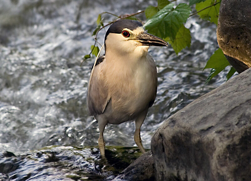 Black-crowned Night Heron