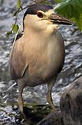 Black-crowned Night Heron