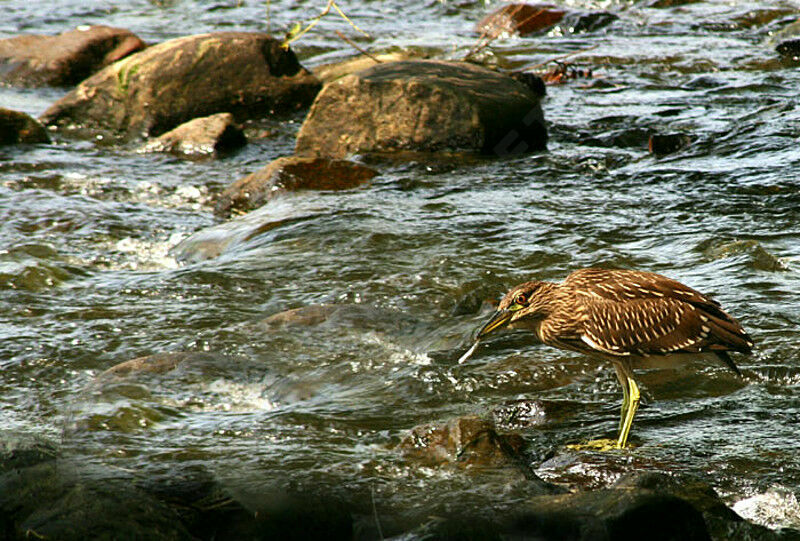 Black-crowned Night Heron