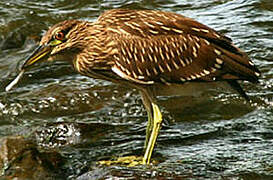 Black-crowned Night Heron