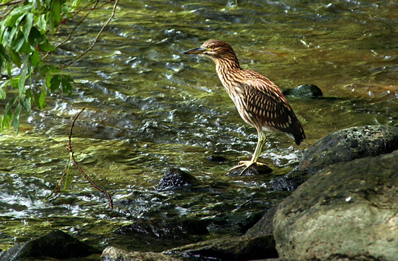 Black-crowned Night Heron