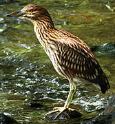 Black-crowned Night Heron