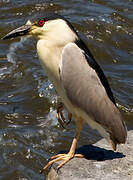 Black-crowned Night Heron