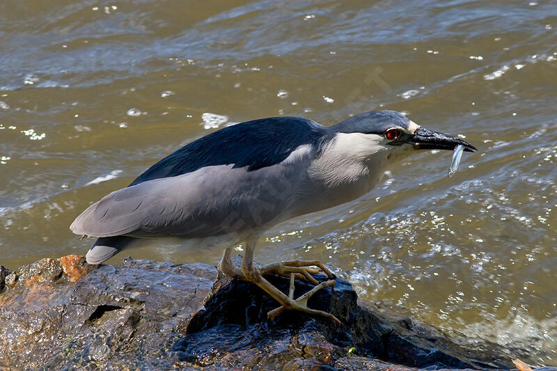 Black-crowned Night Heronadult