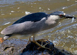 Black-crowned Night Heron