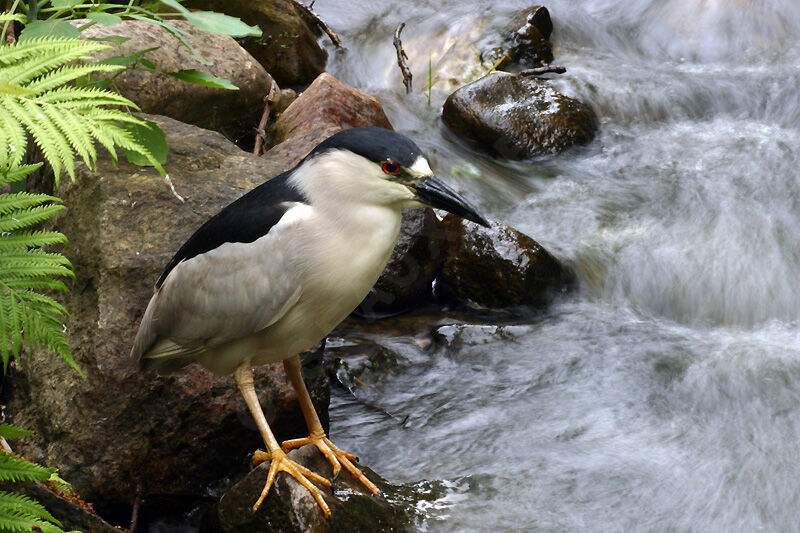 Black-crowned Night Heron