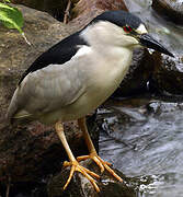 Black-crowned Night Heron