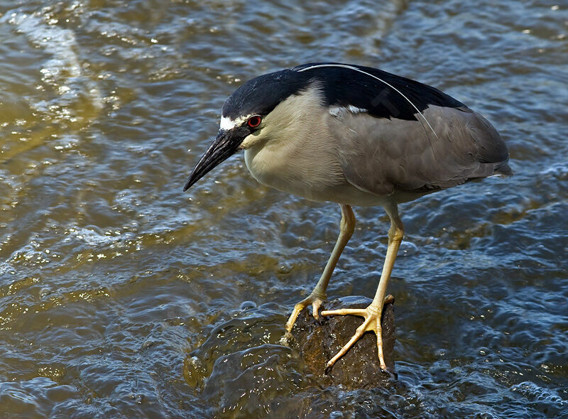 Black-crowned Night Heronadult