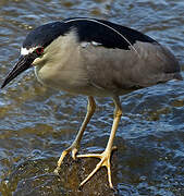 Black-crowned Night Heron