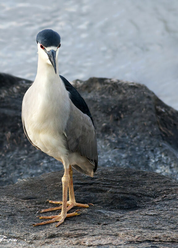 Black-crowned Night Heron, identification, Behaviour