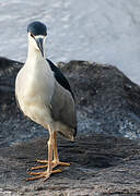 Black-crowned Night Heron