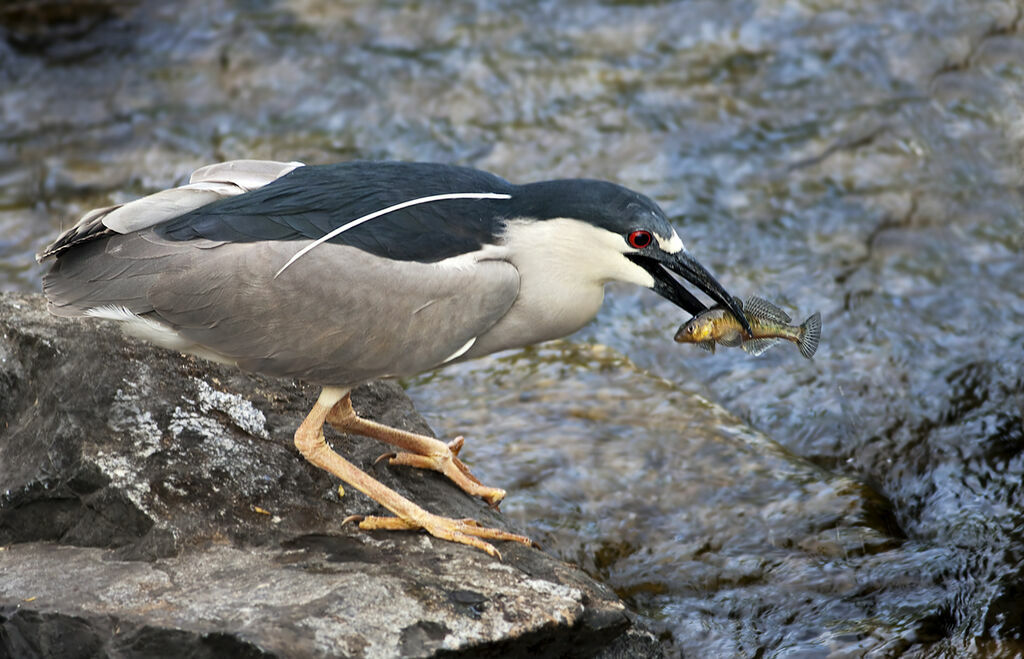 Black-crowned Night Heron, identification, feeding habits, Behaviour