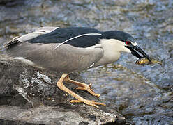 Black-crowned Night Heron