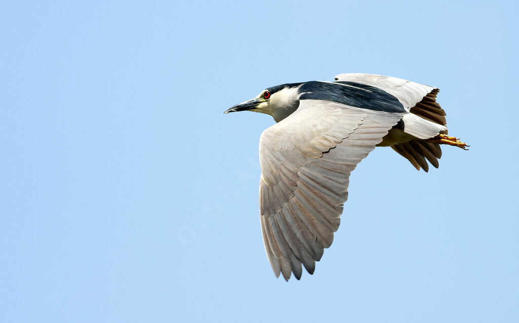 Black-crowned Night Heronadult, identification, Flight, Behaviour