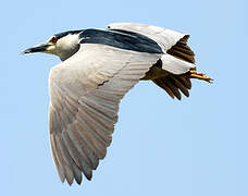 Black-crowned Night Heron