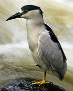 Black-crowned Night Heron