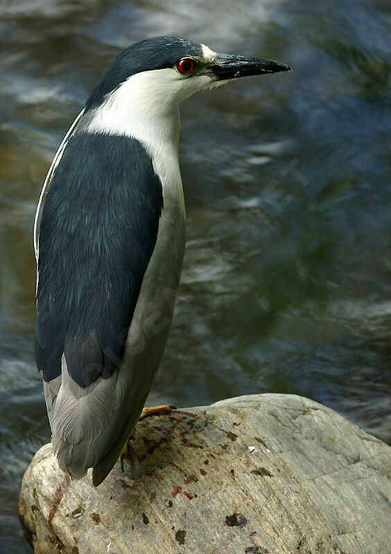 Black-crowned Night Heron