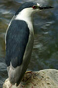 Black-crowned Night Heron