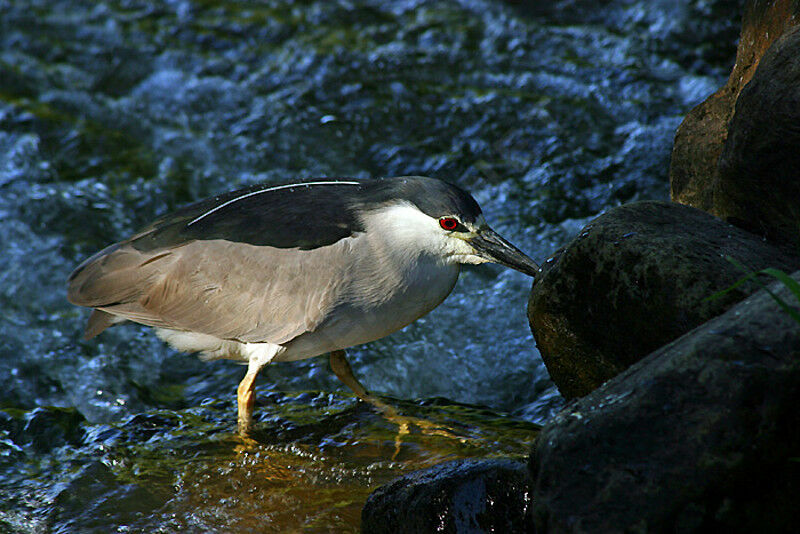 Black-crowned Night Heron