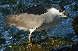 Black-crowned Night Heron