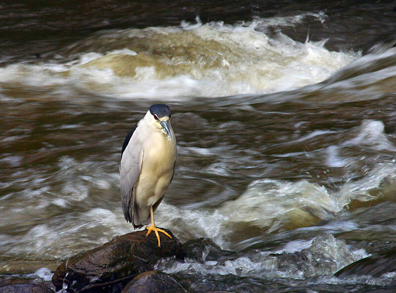 Black-crowned Night Heron