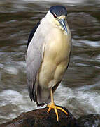 Black-crowned Night Heron