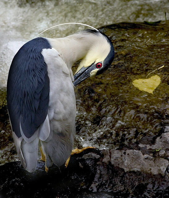 Black-crowned Night Heron