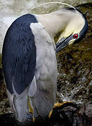 Black-crowned Night Heron