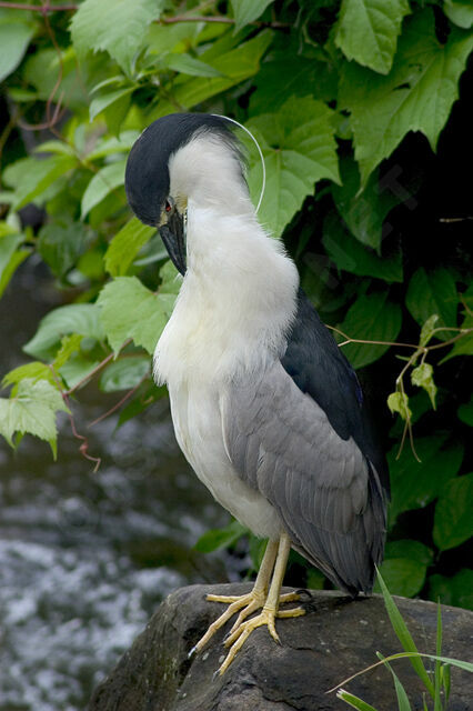 Black-crowned Night Heron