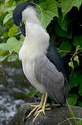 Black-crowned Night Heron