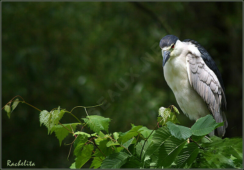 Black-crowned Night Heron