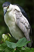 Black-crowned Night Heron