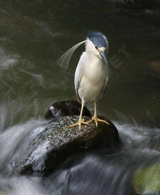 Black-crowned Night Heron