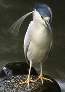 Black-crowned Night Heron