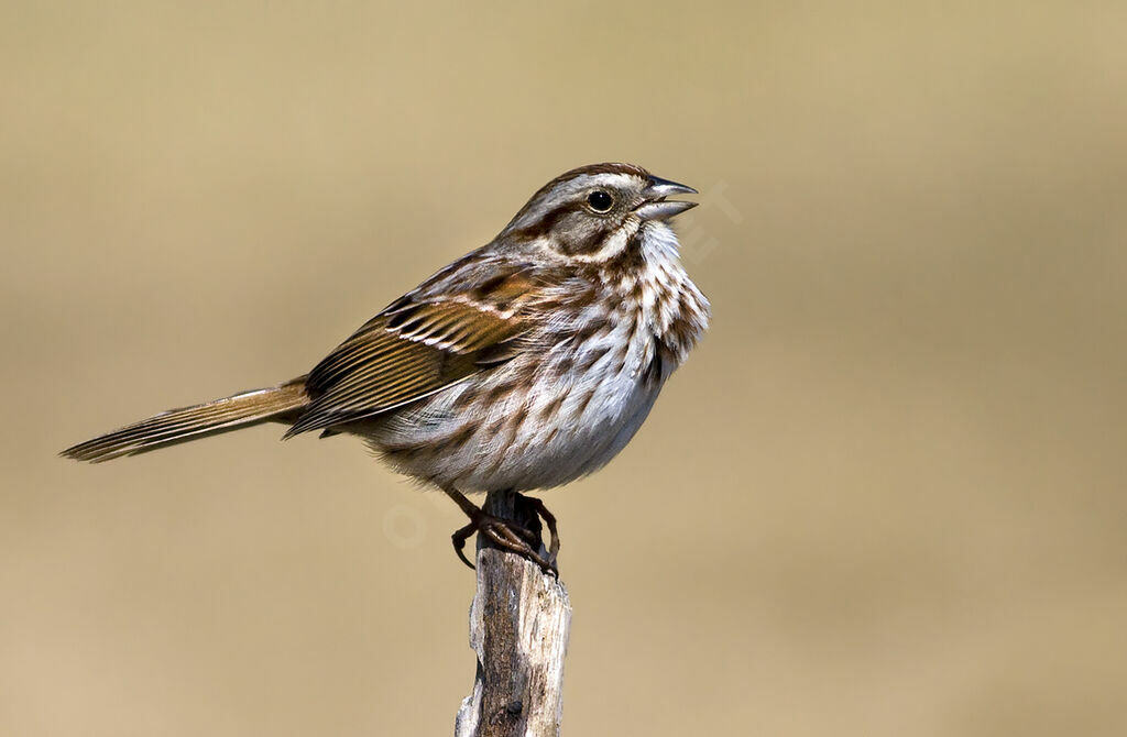 Song Sparrow, identification