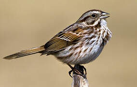 Song Sparrow