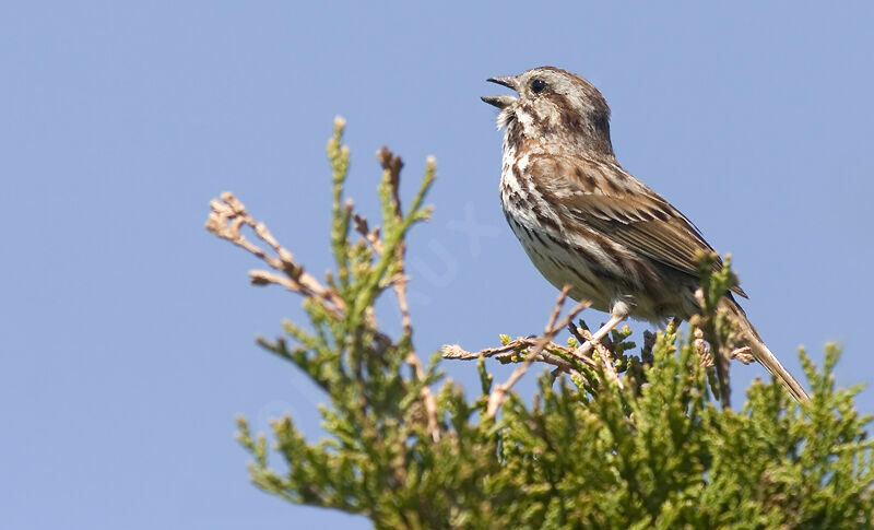 Song Sparrow