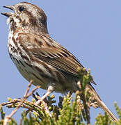 Song Sparrow