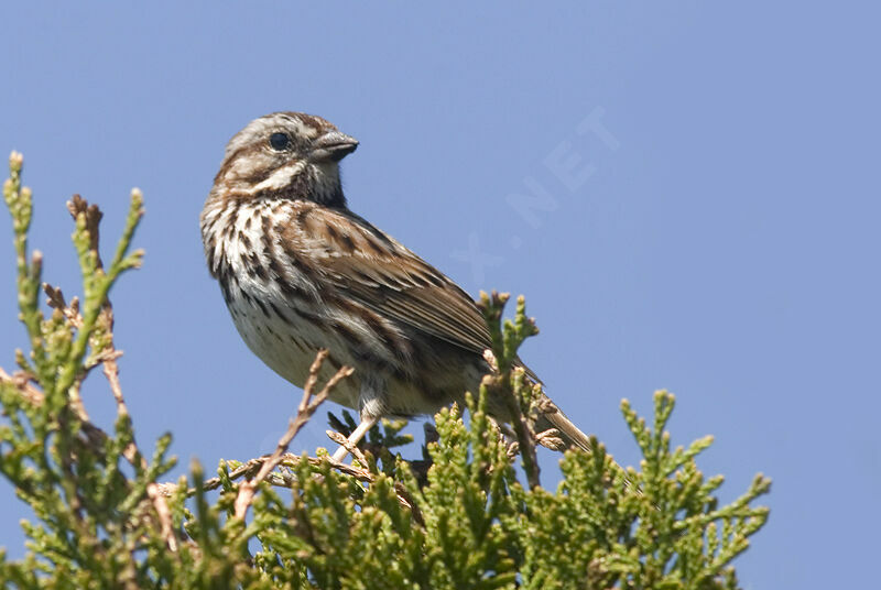 Song Sparrow