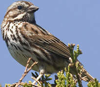 Song Sparrow