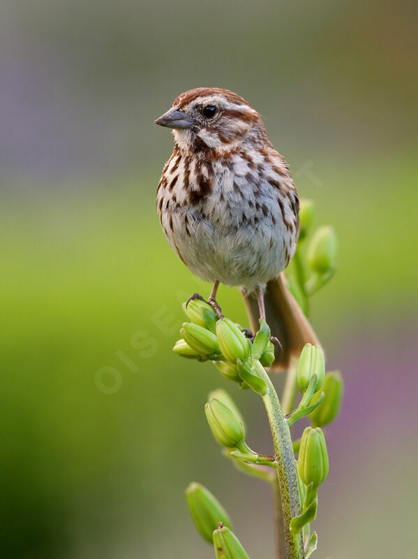 Song Sparrow