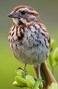 Song Sparrow