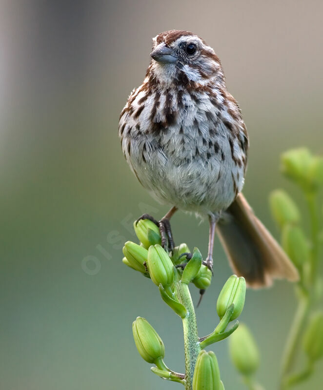 Song Sparrow