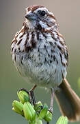 Song Sparrow