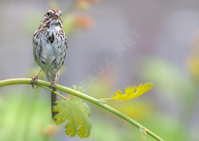 Song Sparrow